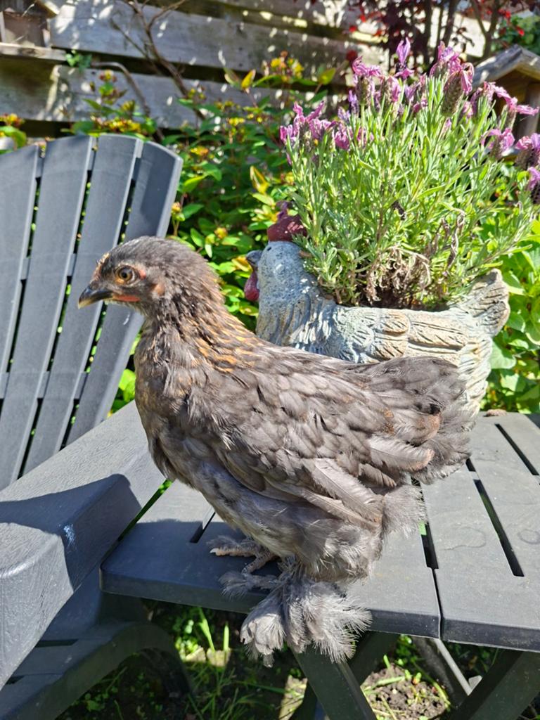 Cochin kriel hennetjes,  2 dames, Dieren en Toebehoren, Pluimvee, Vrouwelijk, Kip