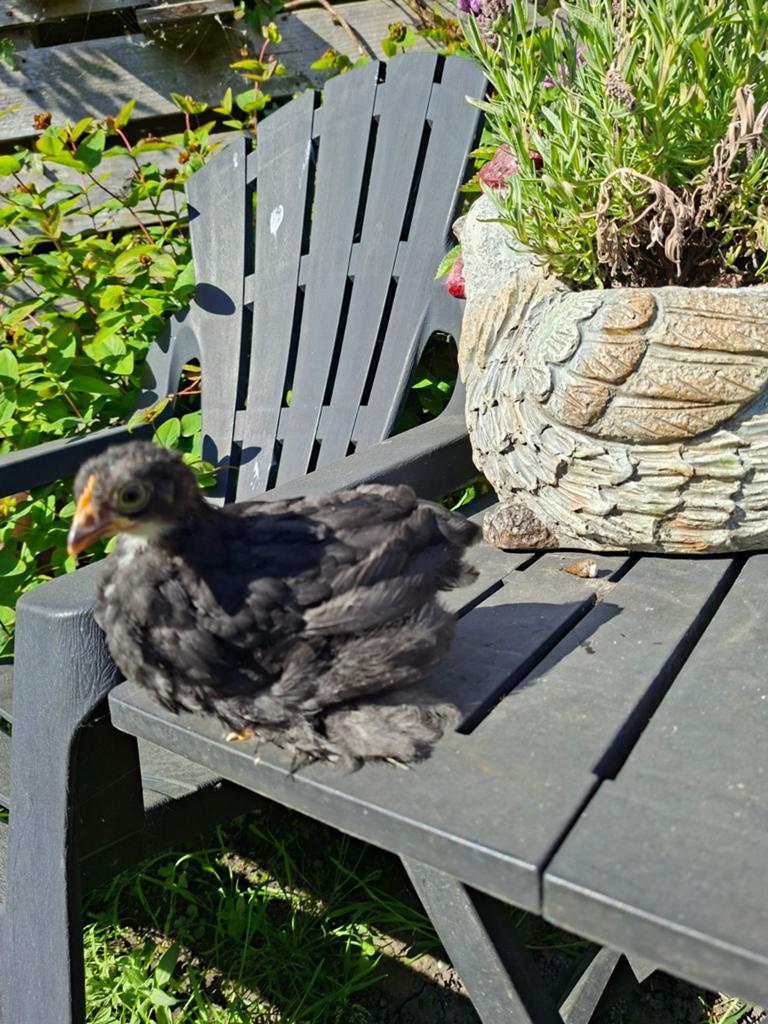 2 cochin kriel hennetjes,  kuikens,  gesexst, Dieren en Toebehoren, Vrouwelijk, Kip
