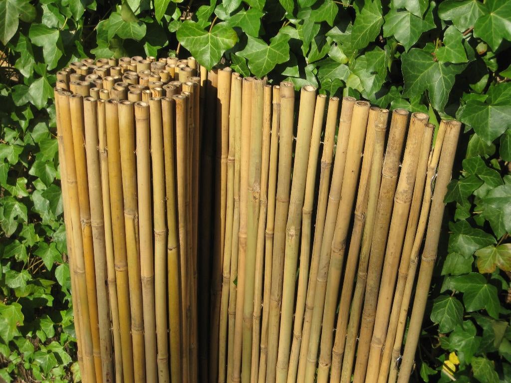 Bamboe rolscherm 180 x 180 cm, Tuin en Terras, Ophalen, 150 tot 200 cm, Nieuw, 150 tot 200 cm
