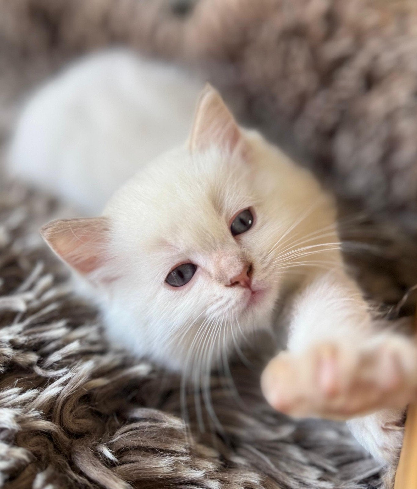 Ragdoll kittens met stamboom, Meerdere dieren, Met stamboom, 0 tot 2 jaar