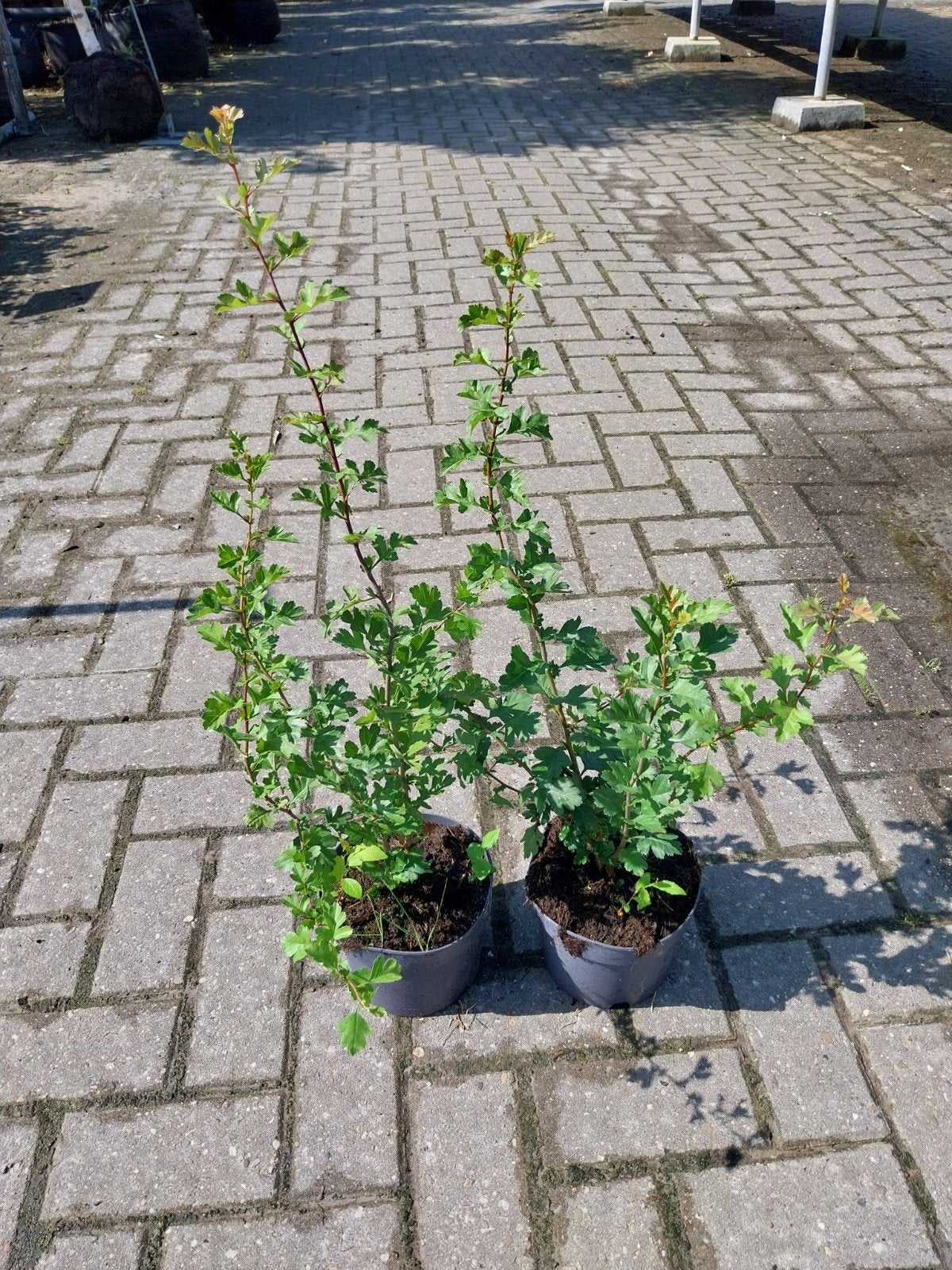 Meidoorn (Crataegus monogyna) - Jonge planten, Tuin en Terras, Volle zon, Vaste plant, Lente, Ophalen