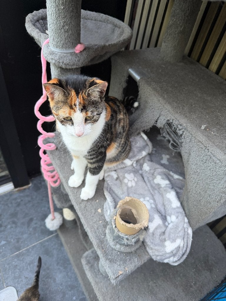 kittens, Meerdere dieren, Kortharig, 0 tot 2 jaar