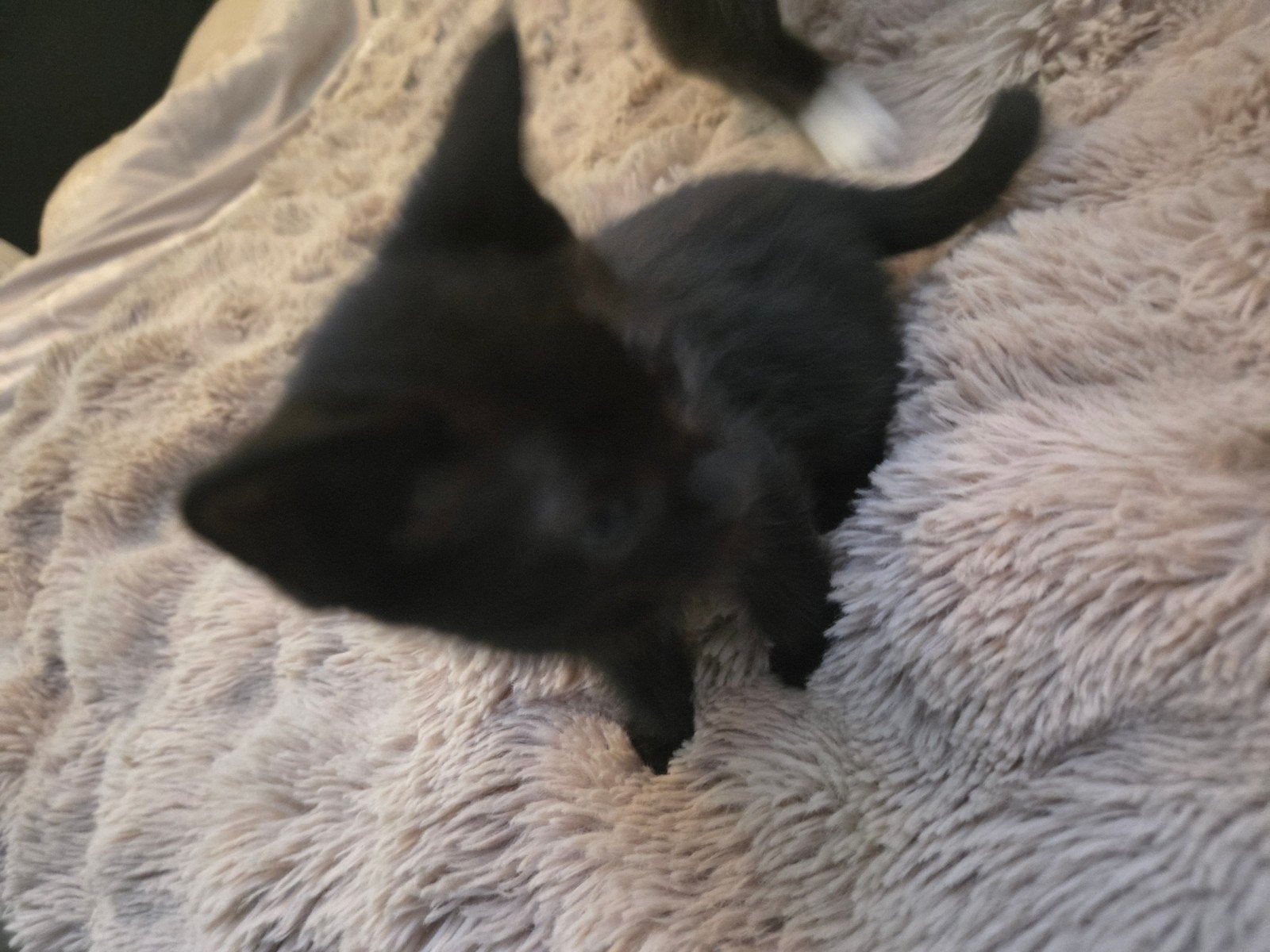 kitten poesje spooky tabby, Poes, Kortharig, 0 tot 2 jaar