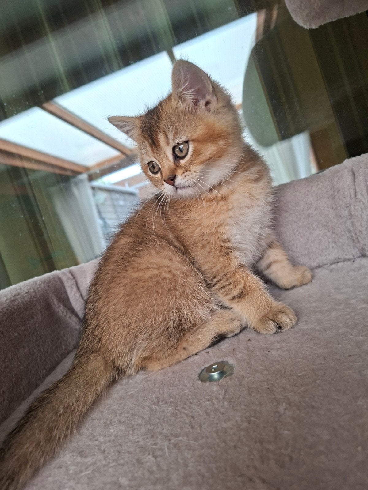 Britse korthaar Golden Tabby katertje, Dieren en Toebehoren, Kater, Ontwormd, 0 tot 2 jaar