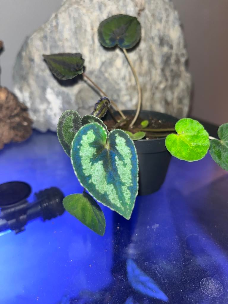 Begonia Dinhdui, Ophalen of Verzenden, Halfschaduw, Minder dan 100 cm