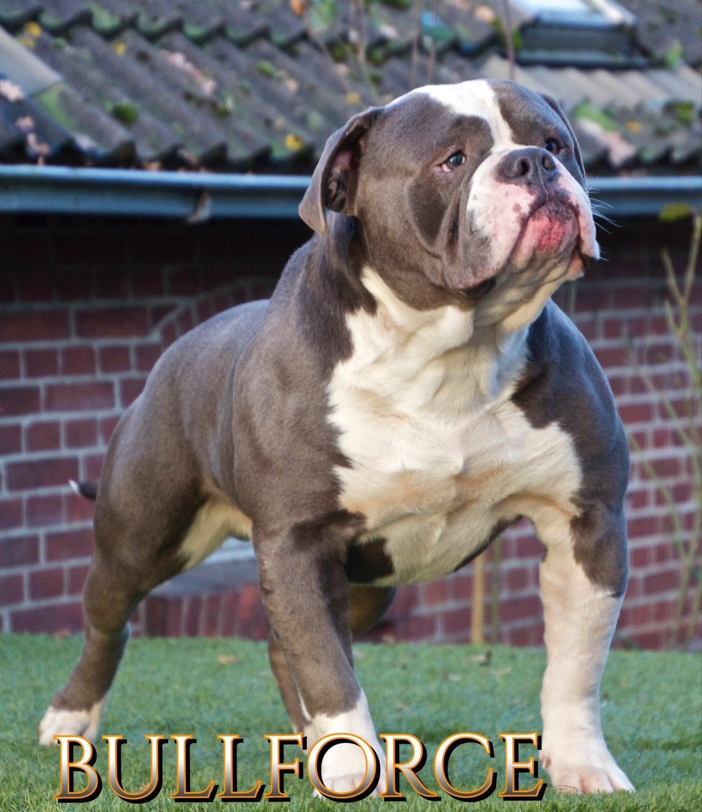 Amerikaanse Bulldog pups - Type Bully, Dieren en Toebehoren, Reu, 8 tot 15 weken, Bulldog, Meerdere