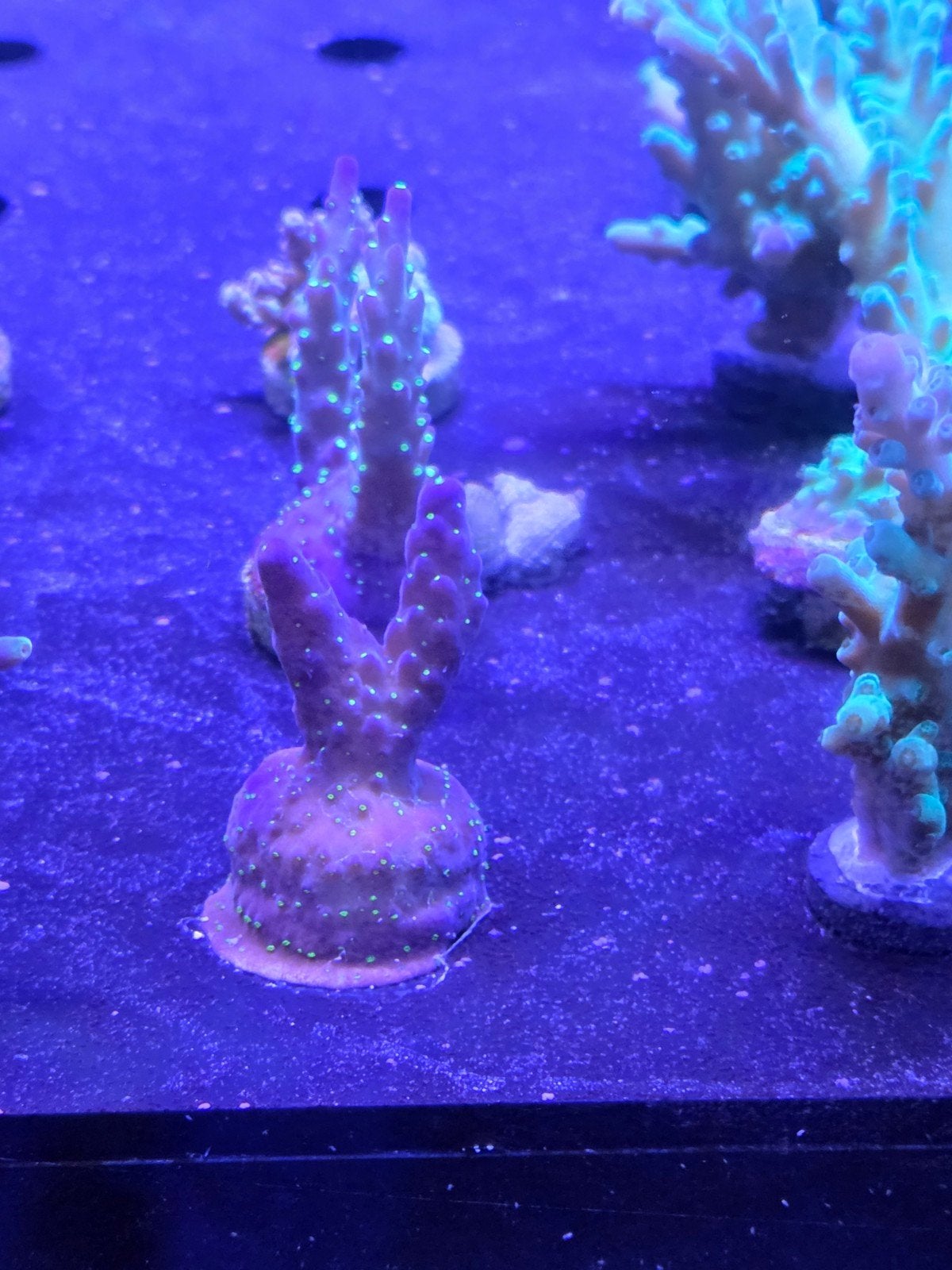 Acropora stekken diverse soorten beschikbaar, Ophalen, ., Plant(en), Steen of Hout, Nieuw