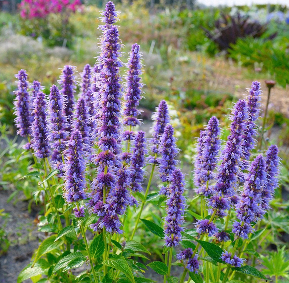 Agastache dropplant, Ophalen, Zomer, Overige soorten, Volle zon