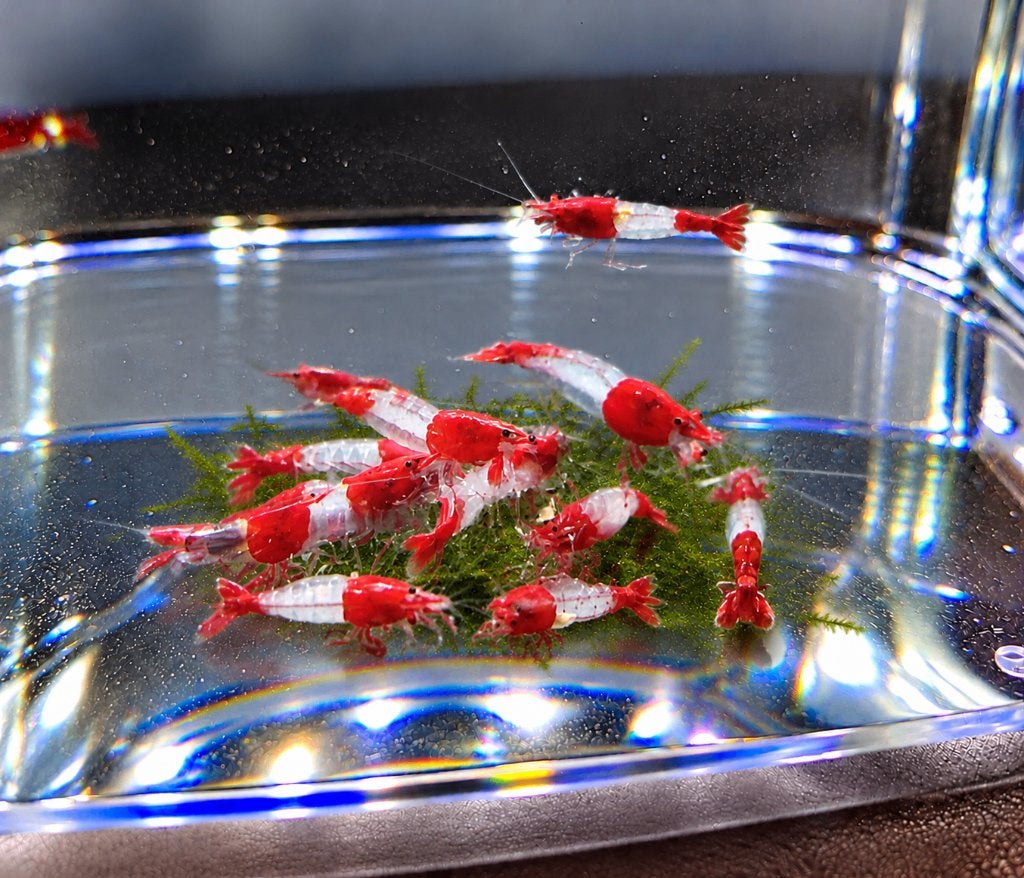 Hobbyaquarium  Red Rilli / rilly garnalen, Kreeft, Krab of Garnaal, Zoetwatervis, Schoolvis