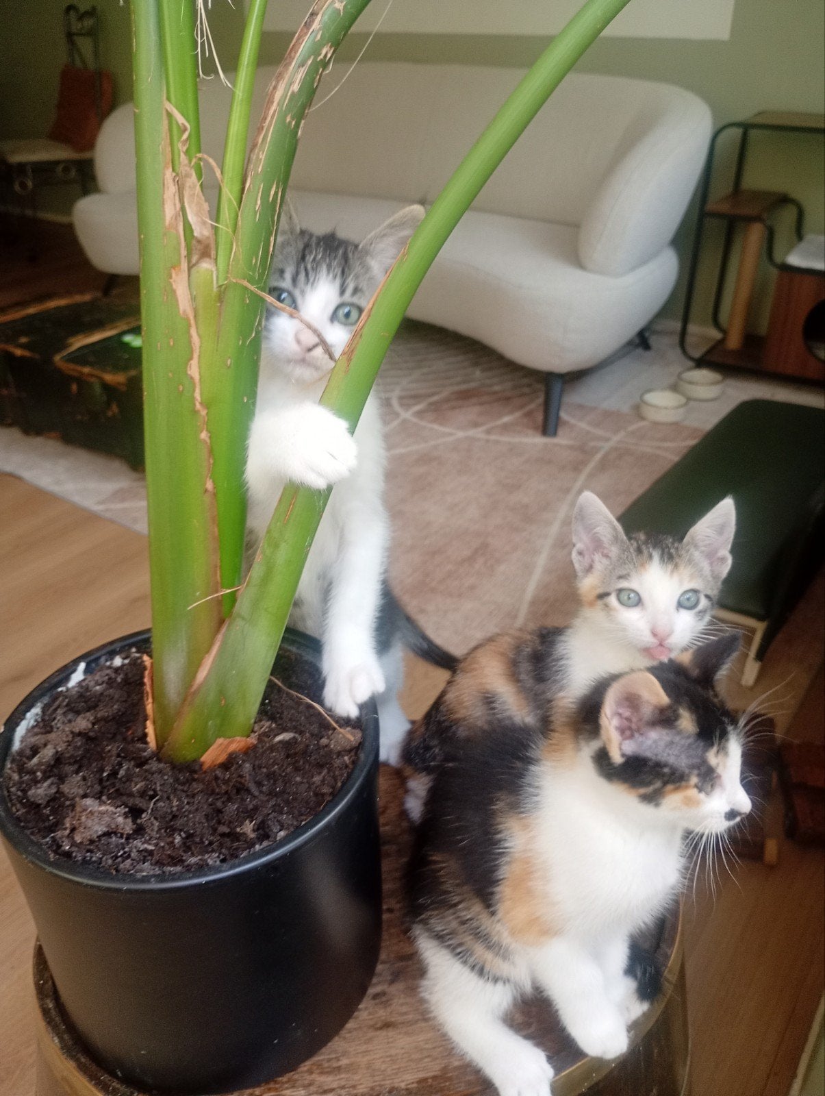 Kittens. Foto 5 tm 8 twee katertjes, foto 1 tm 4 vrouwtje, Meerdere dieren, Ontwormd