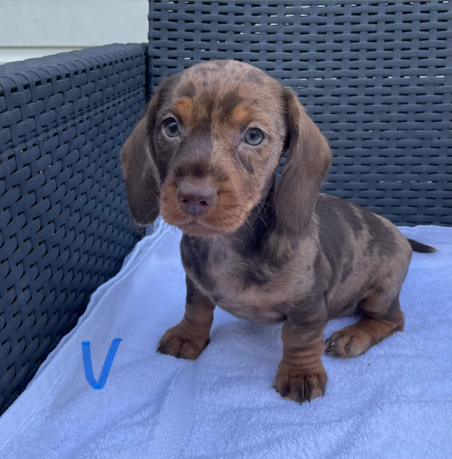 Teckel pups/ruwharige dwerg teckel puppy’s, Parvo, 8 tot 15 weken, Dwerg, Meerdere