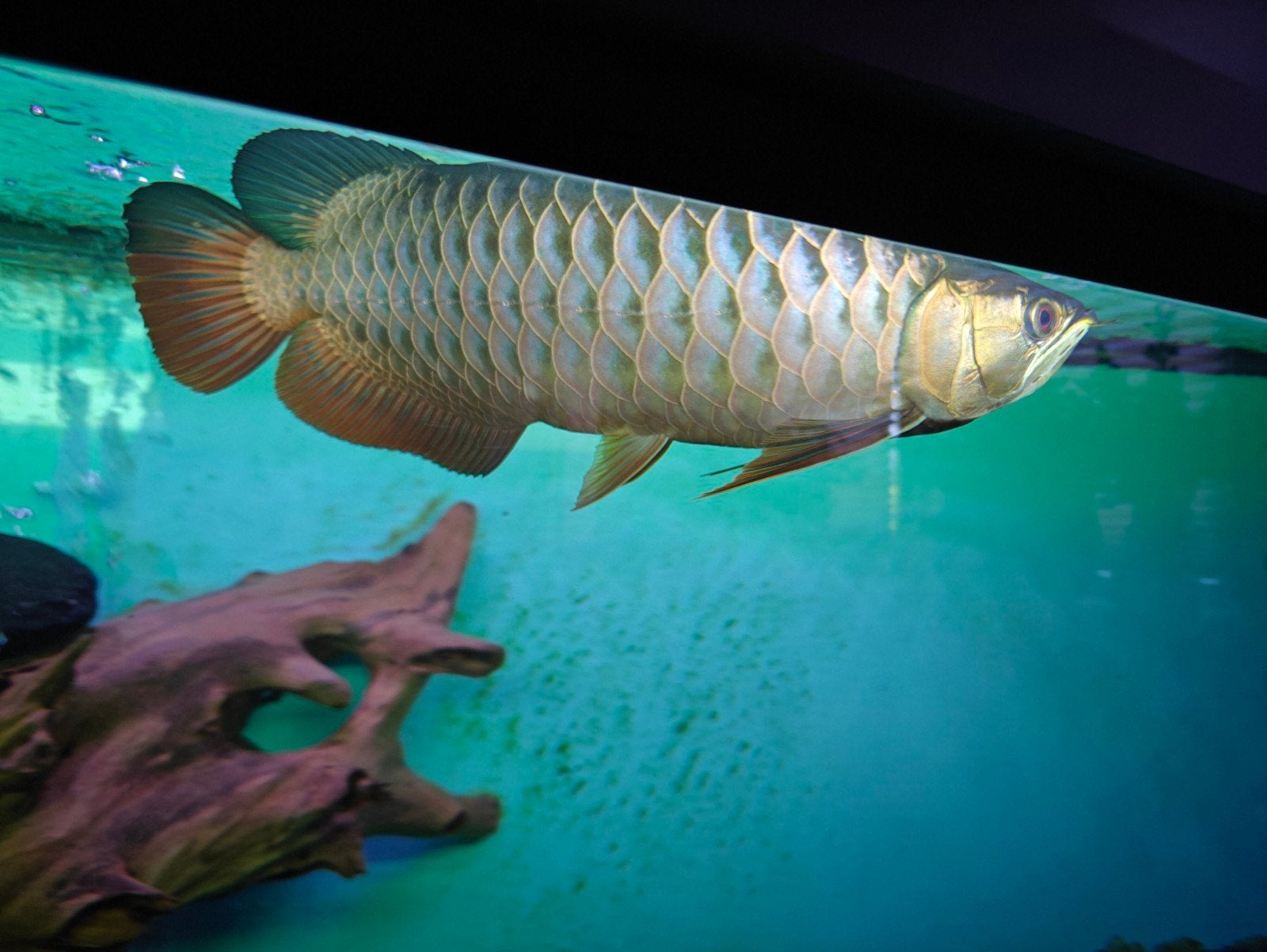 crossback arowana 35/40cm, Vis