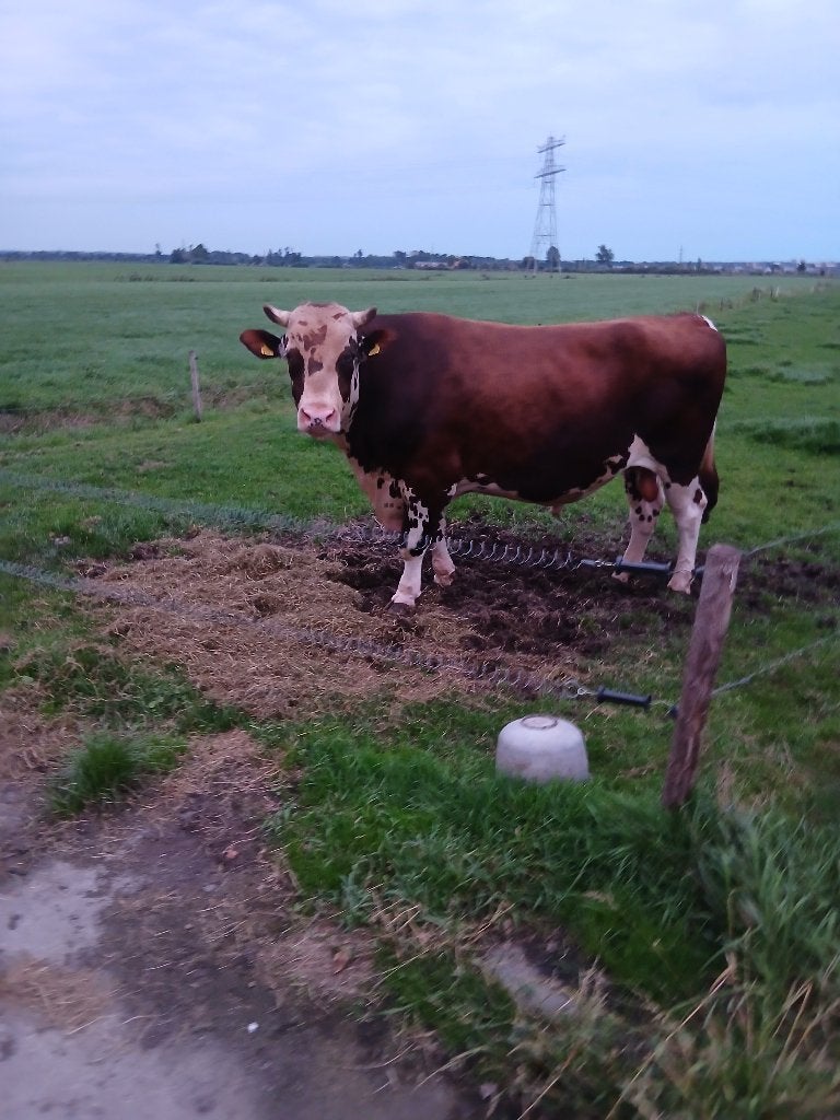 Mooie stier, Mannelijk, 3 tot 6 jaar