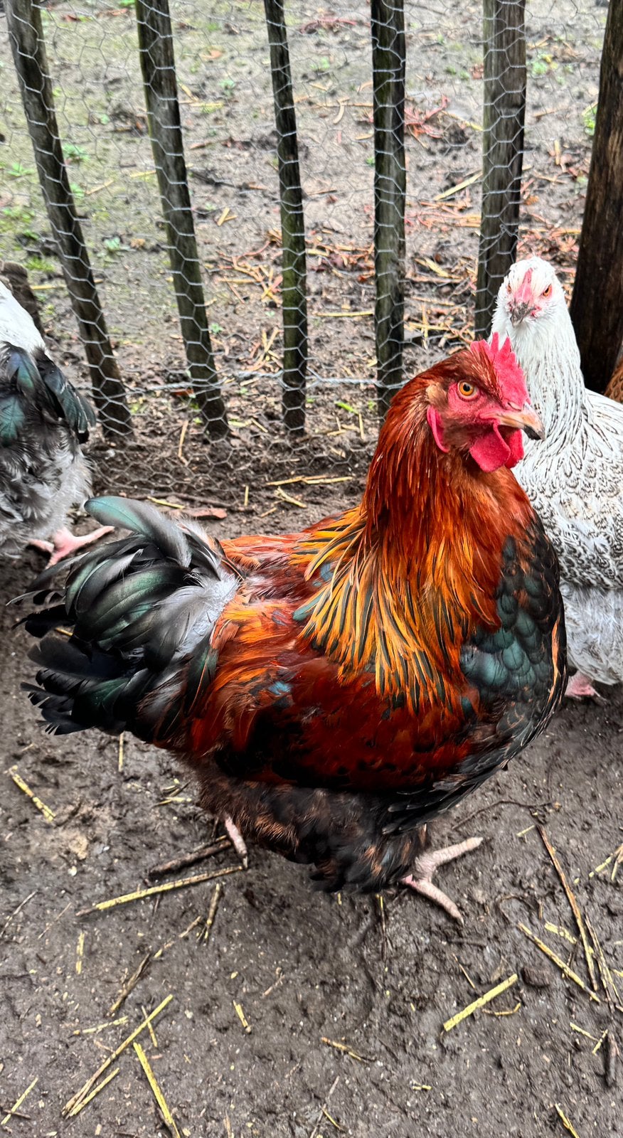 Haan Orpington meerzomig patrijs, Dieren en Toebehoren, Mannelijk, Kip