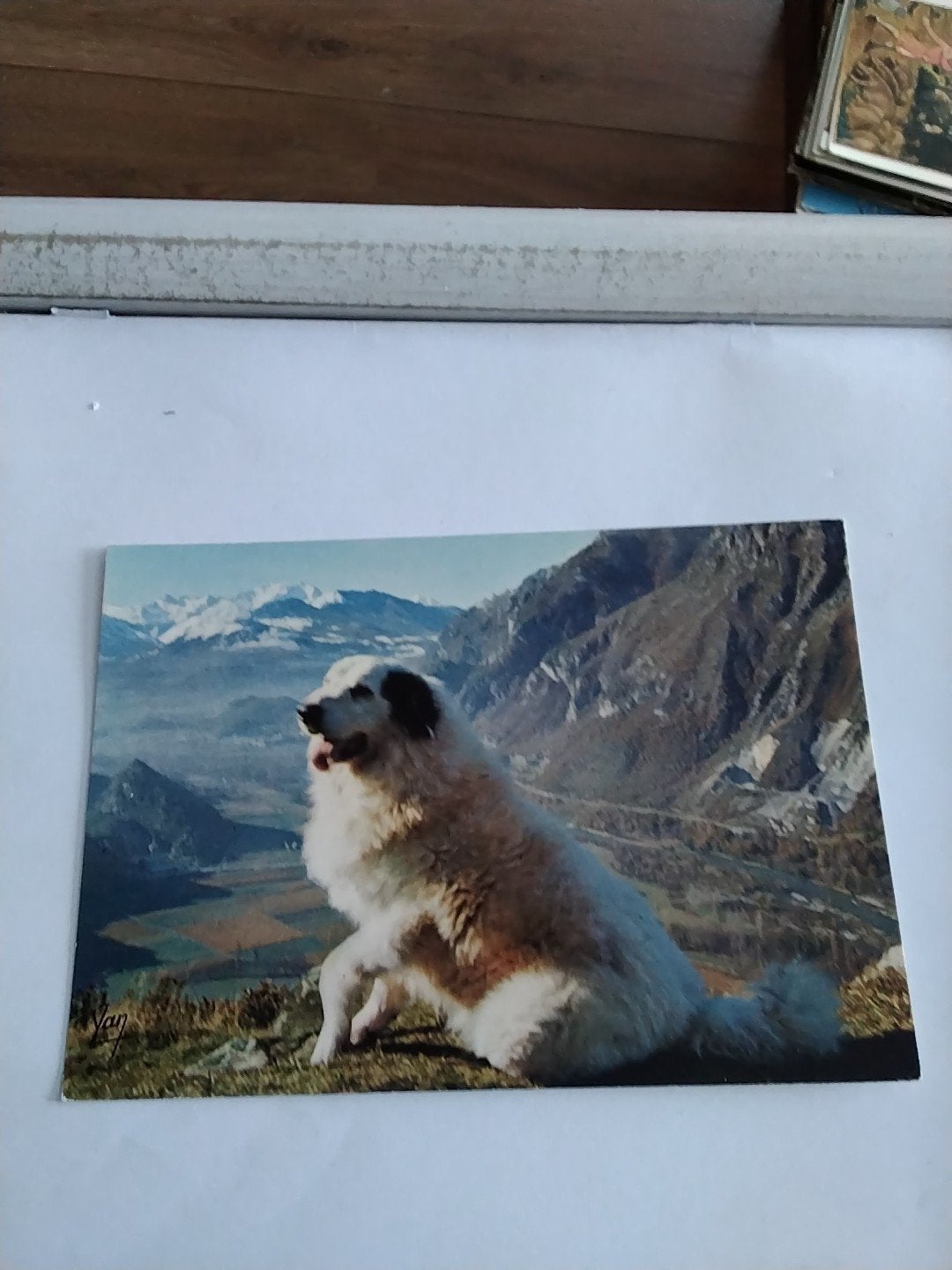 PYRENESE. BERGHOND, Ophalen of Verzenden, Overige thema's