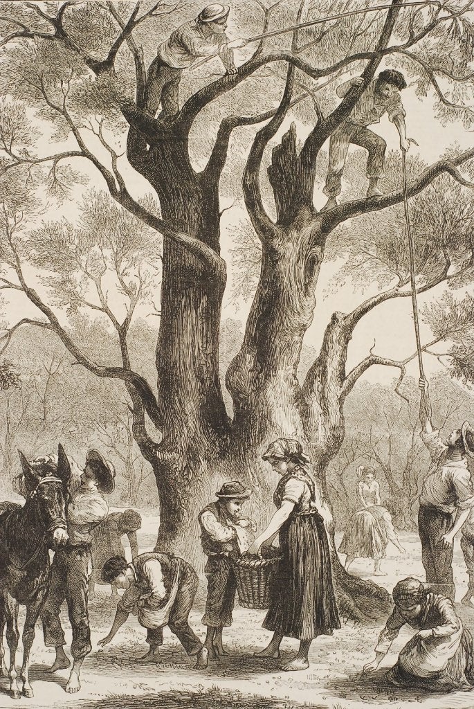 Olijven oogsten bij Menton - Originele illustratie uit 1882, Verzamelen, Foto's en Prenten, Verzenden, Voor 1940, Zo goed als nieuw