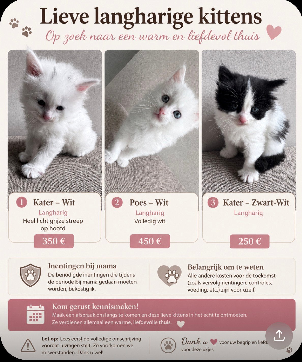 Kittens ras turkse angora, Meerdere dieren