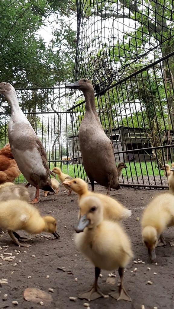Fleseend loopeend kuikens kuikentjes, Dieren en Toebehoren, Geslacht onbekend, Eend