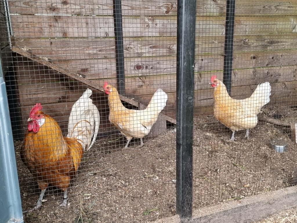 Trio kippen, Meerdere dieren, Kip