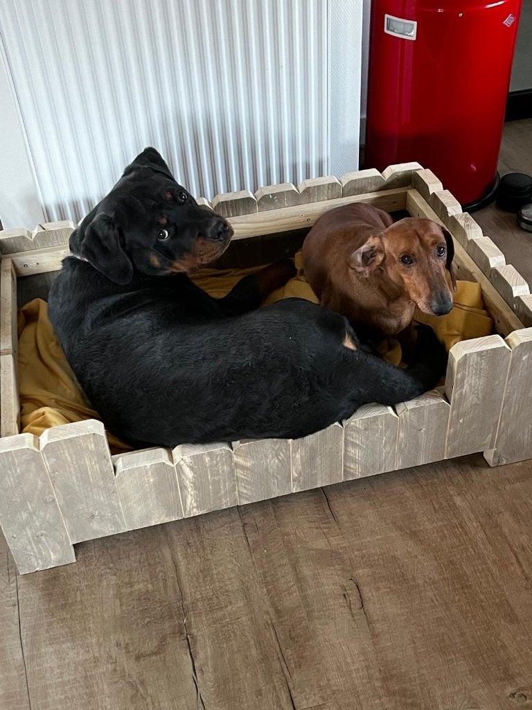 Rottweiler hond 1 jaar oud, Dieren en Toebehoren, 15 weken tot 1 jaar, Reu, Parvo, Eén hond