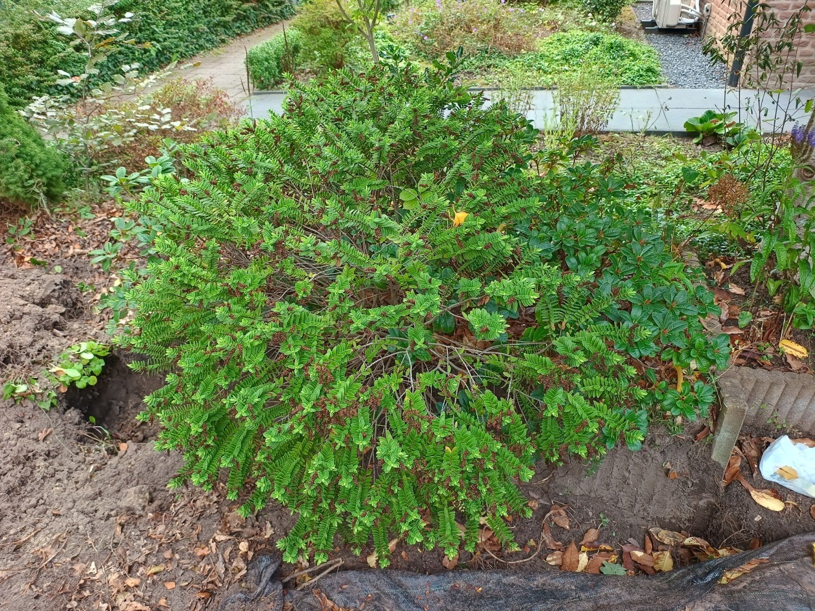 Dwerg rododendrons (rode bloemen) gratis, Ophalen, Overige soorten, Minder dan 100 cm