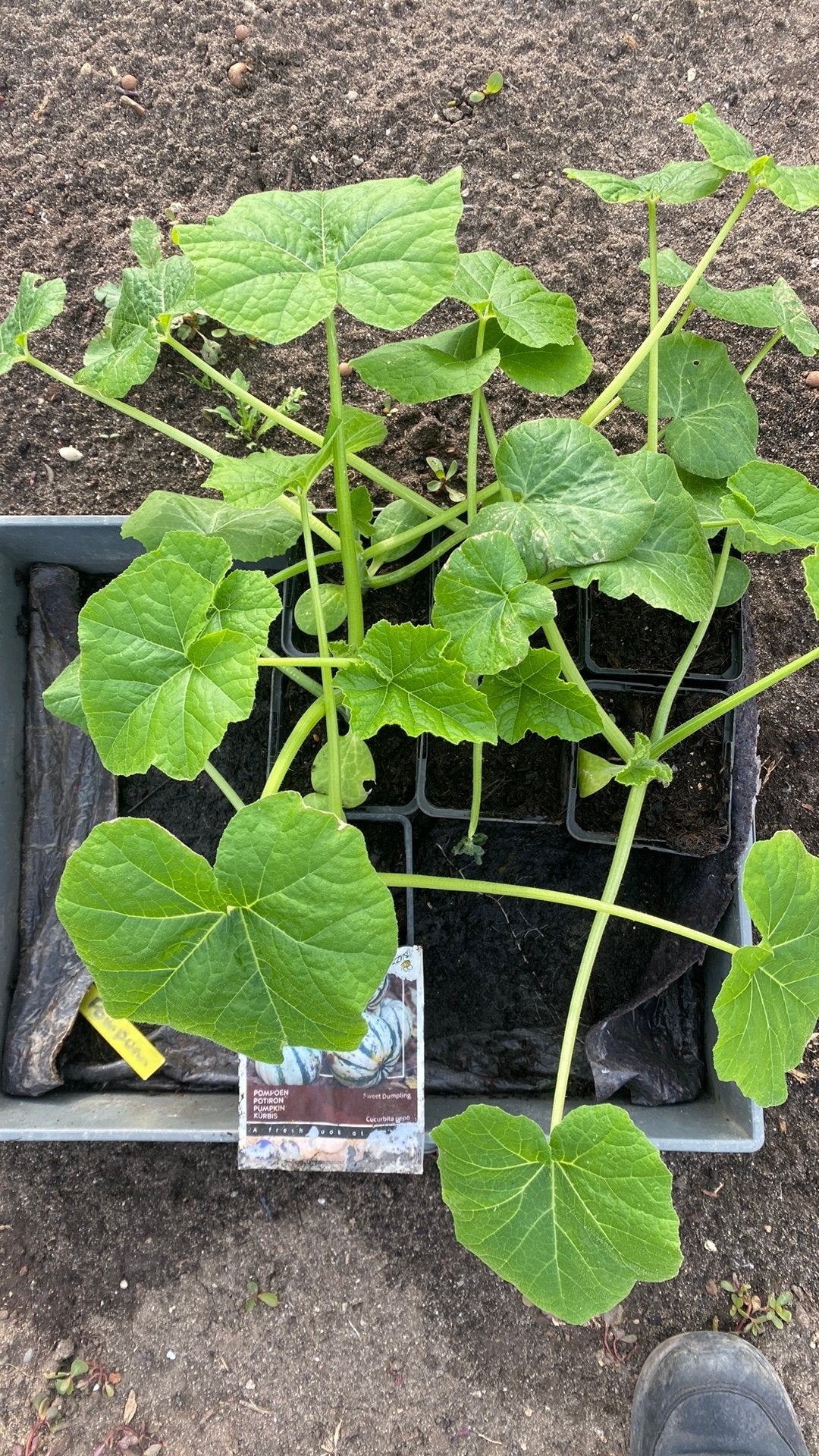 Pompoen 'Sweet Dumpling' plantjes - Cucurbita pepo, Tuin en Terras, Overige soorten, Volle zon, Eenjarig, Ophalen of Verzenden