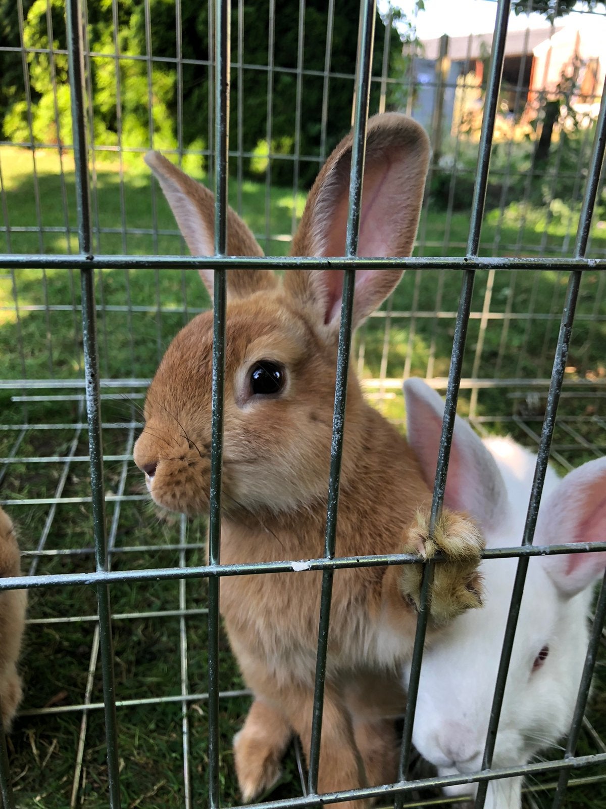 3 jonge tamne konijnen., Dieren en Toebehoren, Konijnen, Mannelijk, Middelgroot, 0 tot 2 jaar