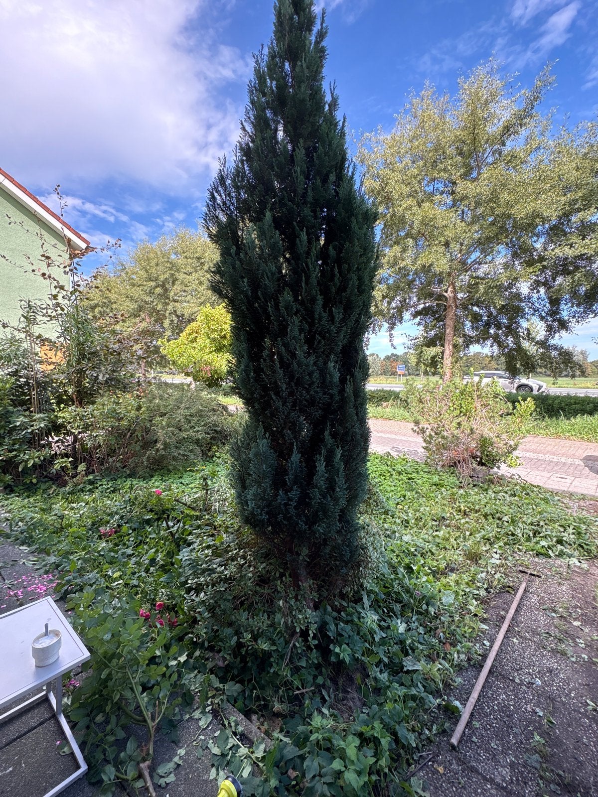 Hoge Zuilboom / Conifeer voor Tuin of Landschap, Tuin en Terras, Volle zon, Bloeit niet, Ophalen of Verzenden, Zuilboom