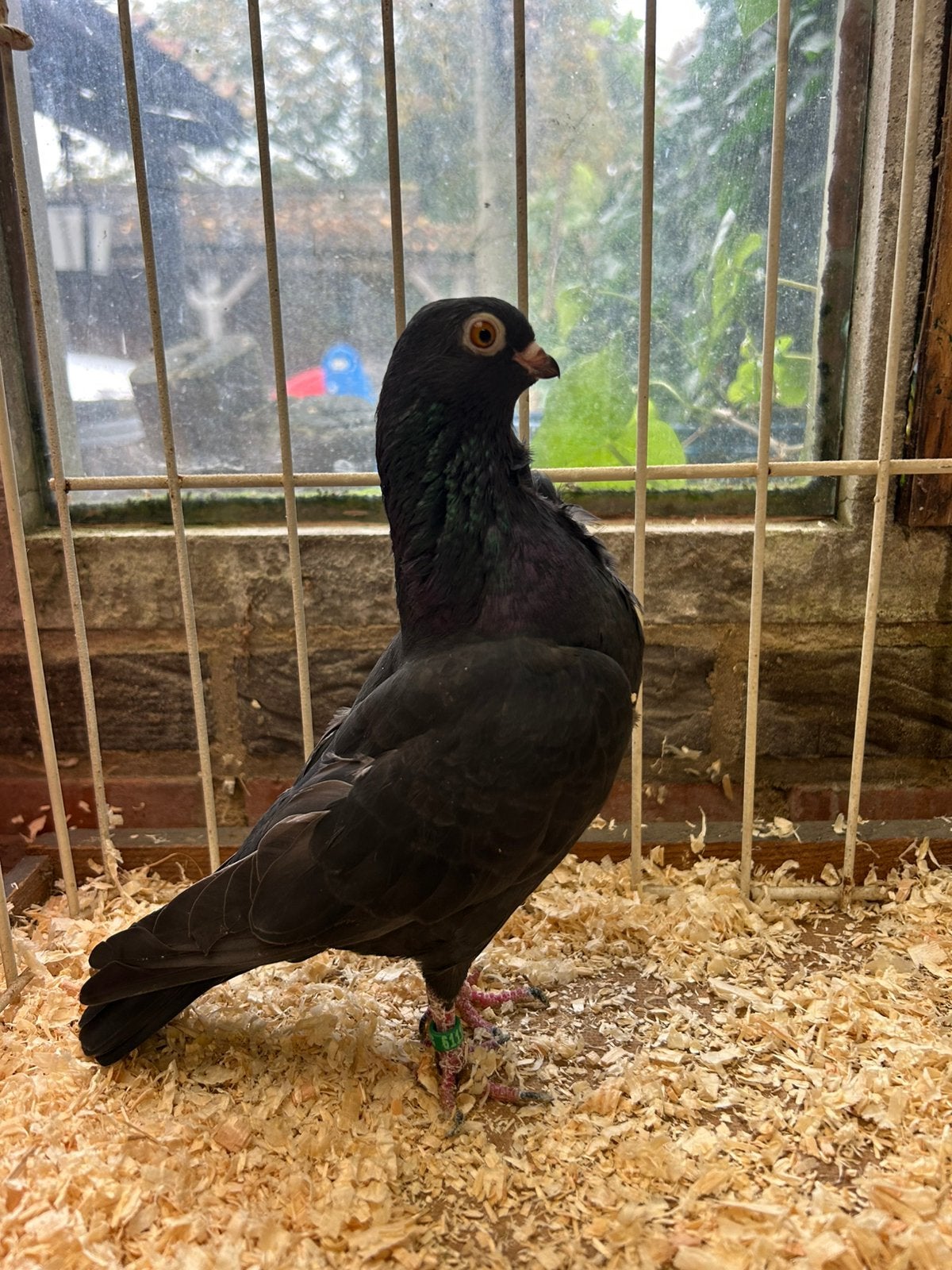 Figurita duivinnen, Dieren en Toebehoren, Vrouwelijk, Overige soorten