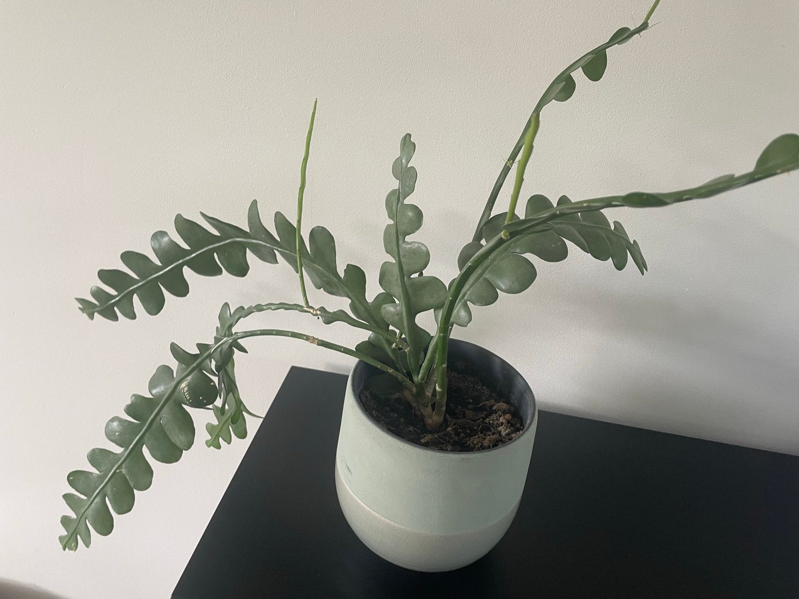 Rhipsalis (Vissenstaartcactus), Ophalen, Overige soorten, Halfschaduw, In pot