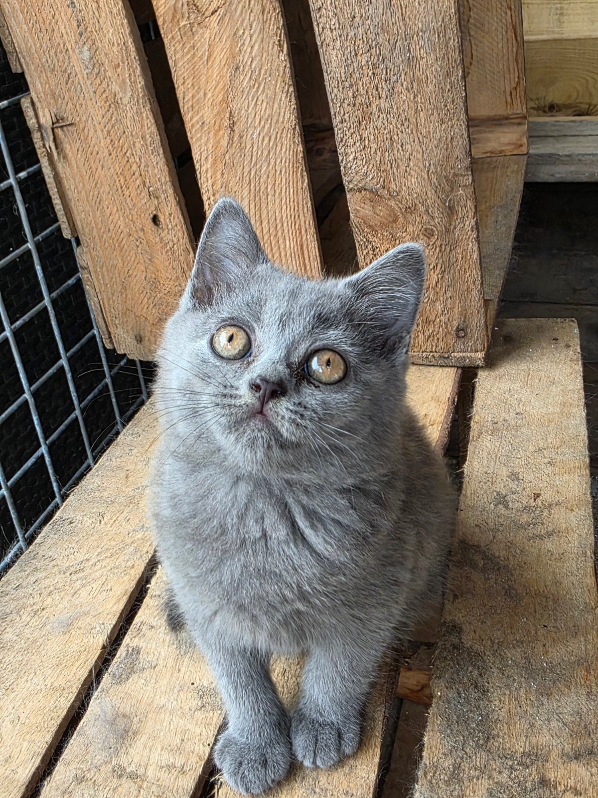 prachtig mooie Britse korthaar kittens mogen gelijk mee, Poes, Ontwormd, 0 tot 2 jaar