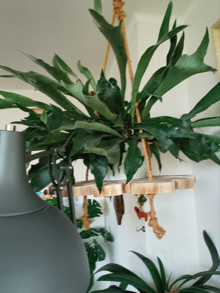 super grote hertshoorn, Ophalen, Halfschaduw, Minder dan 100 cm