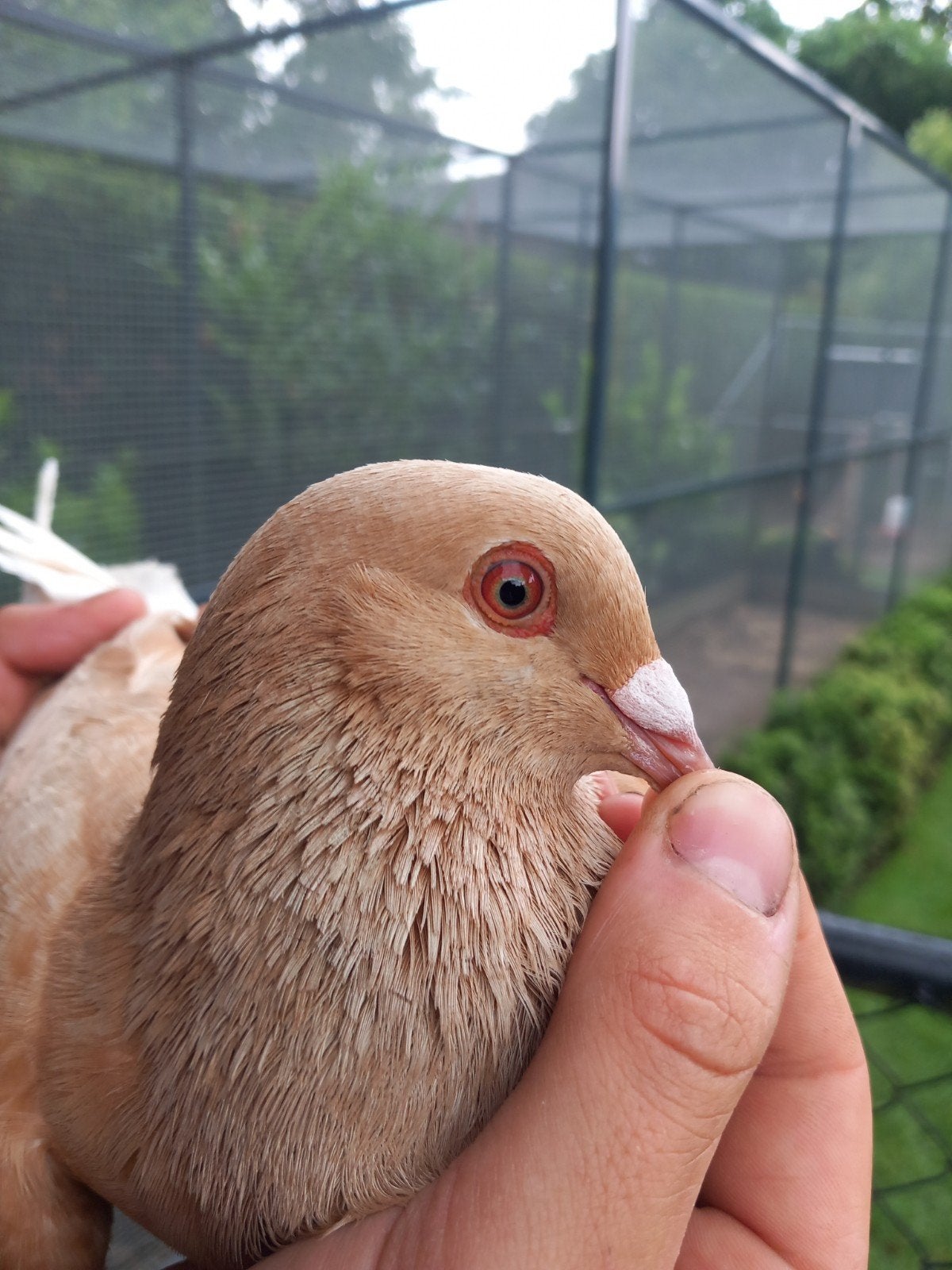 Postduif doffer, Dieren en Toebehoren, Mannelijk, Postduif