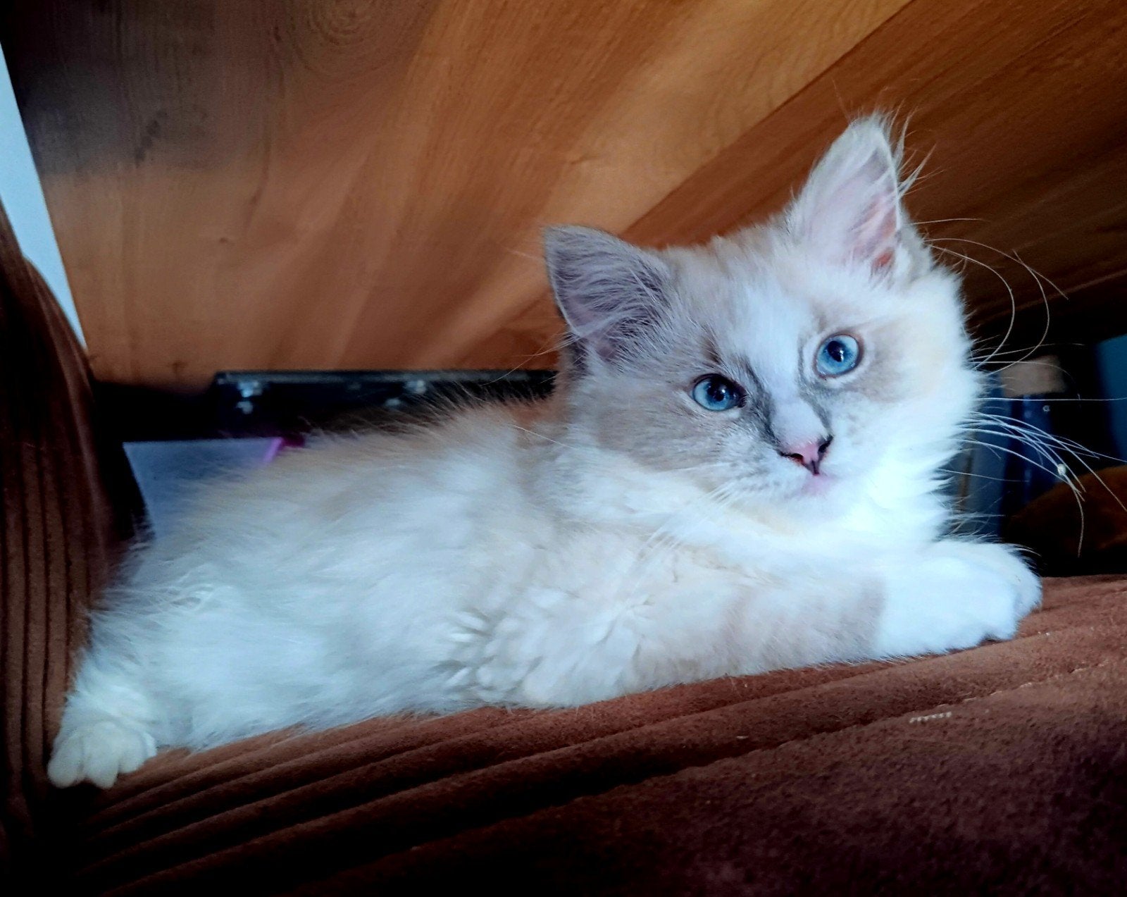 Ragdoll kitten, Dieren en Toebehoren, Katten en Kittens | Raskatten | Langhaar