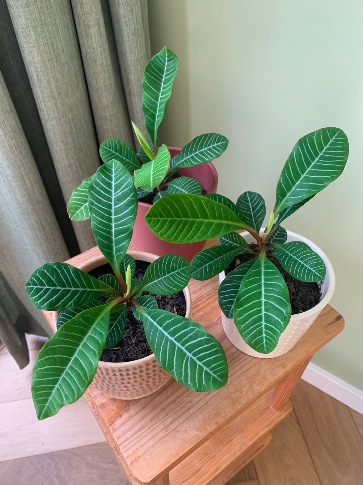 Madagascar Jewel plant met pot, Huis en Inrichting, Ophalen, Halfschaduw, Minder dan 100 cm
