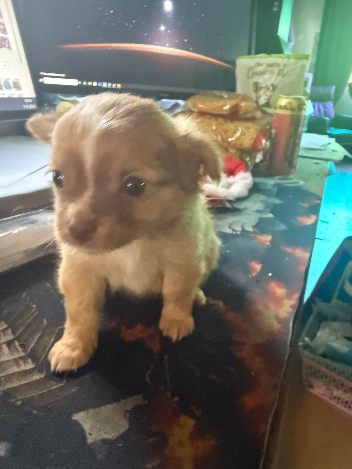 Reu Chihuahua, Dieren en Toebehoren, Nederland, 8 tot 15 weken, Meerdere, Chihuahua