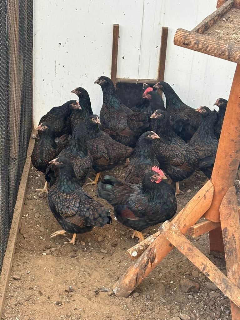 Barneveldse krielen, Dieren en Toebehoren, Pluimvee, Vrouwelijk, Kip