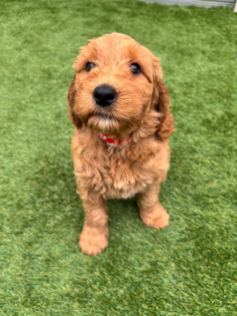 Australian labradoodle pups (2 reutjes), Parvo, Nederland, Overige rassen, 8 tot 15 weken