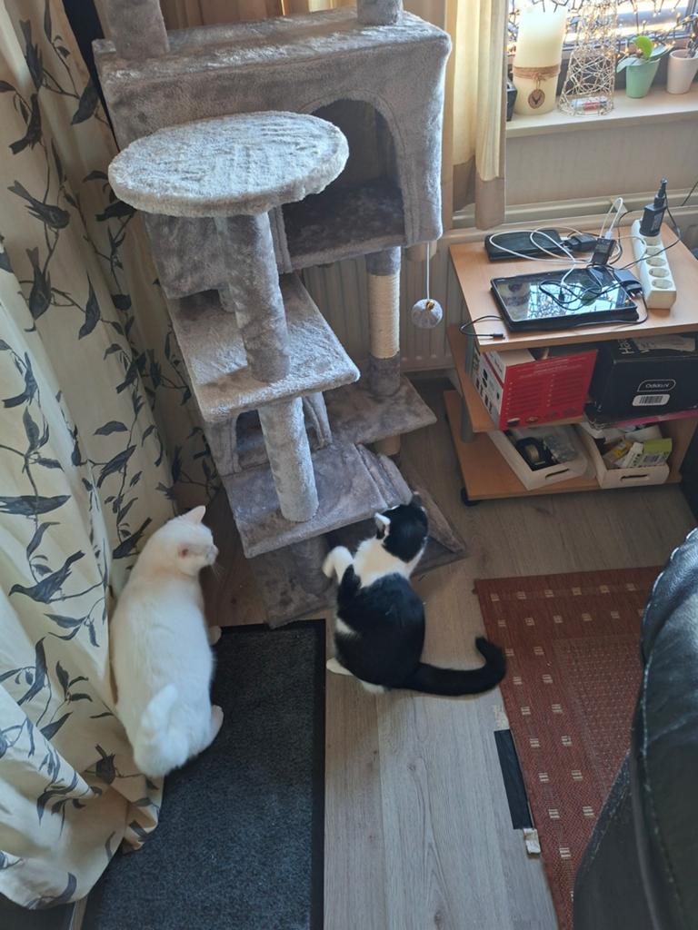 Poes en kater zoeken een huis. Kater gecastreerd, poes niet, Poes, 0 tot 2 jaar