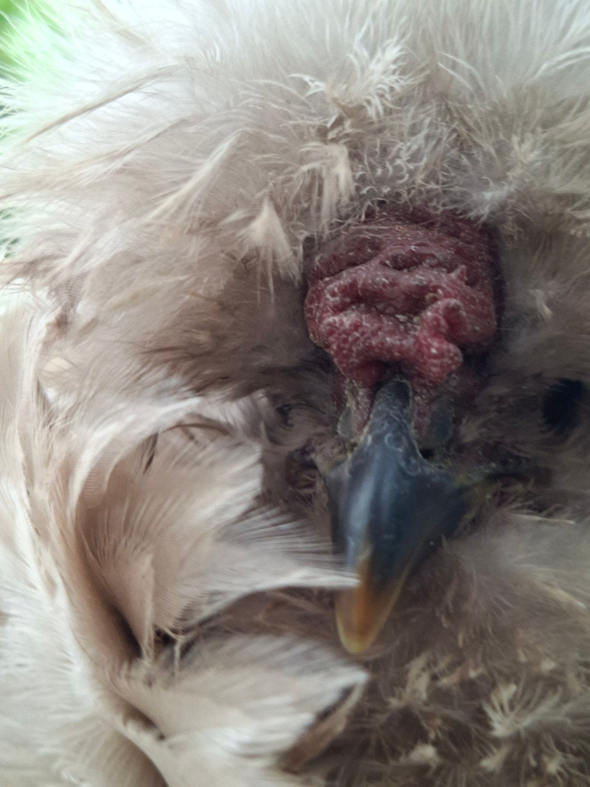 USA zijdehoen haantjes, Dieren en Toebehoren, Pluimvee, Mannelijk, Kip