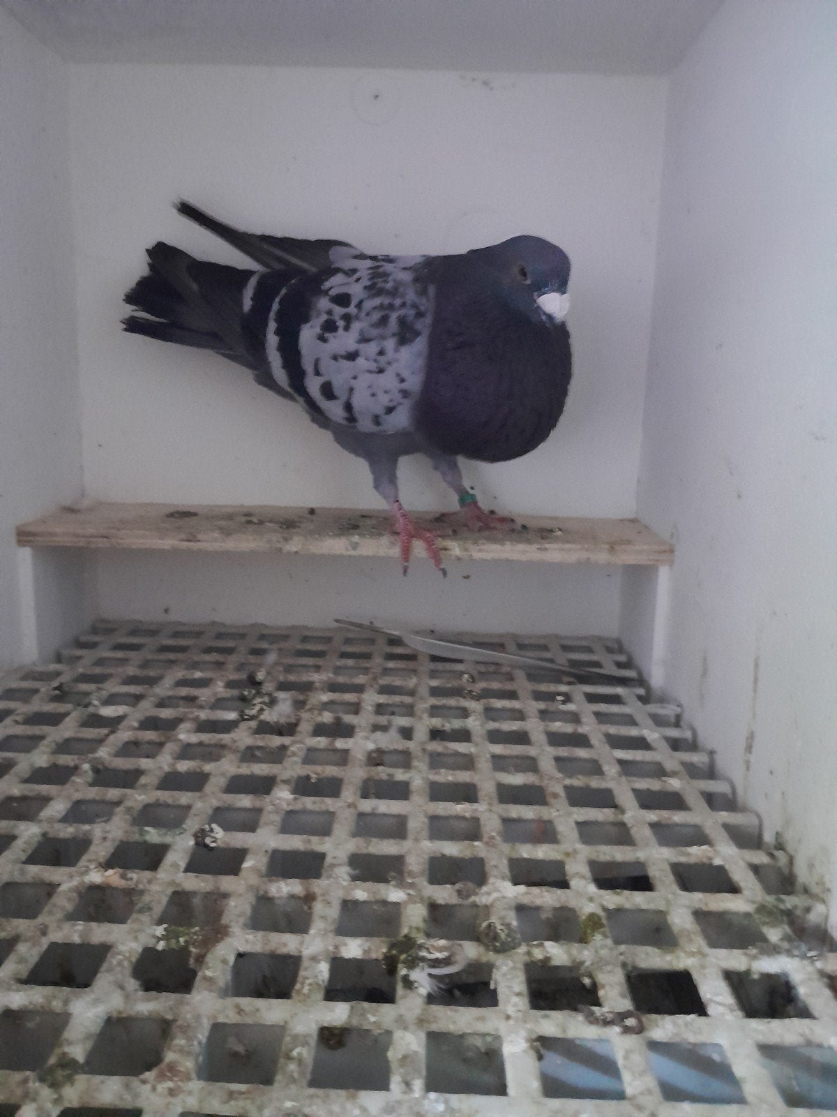 valenciano kroppers, Meerdere dieren, Kropper