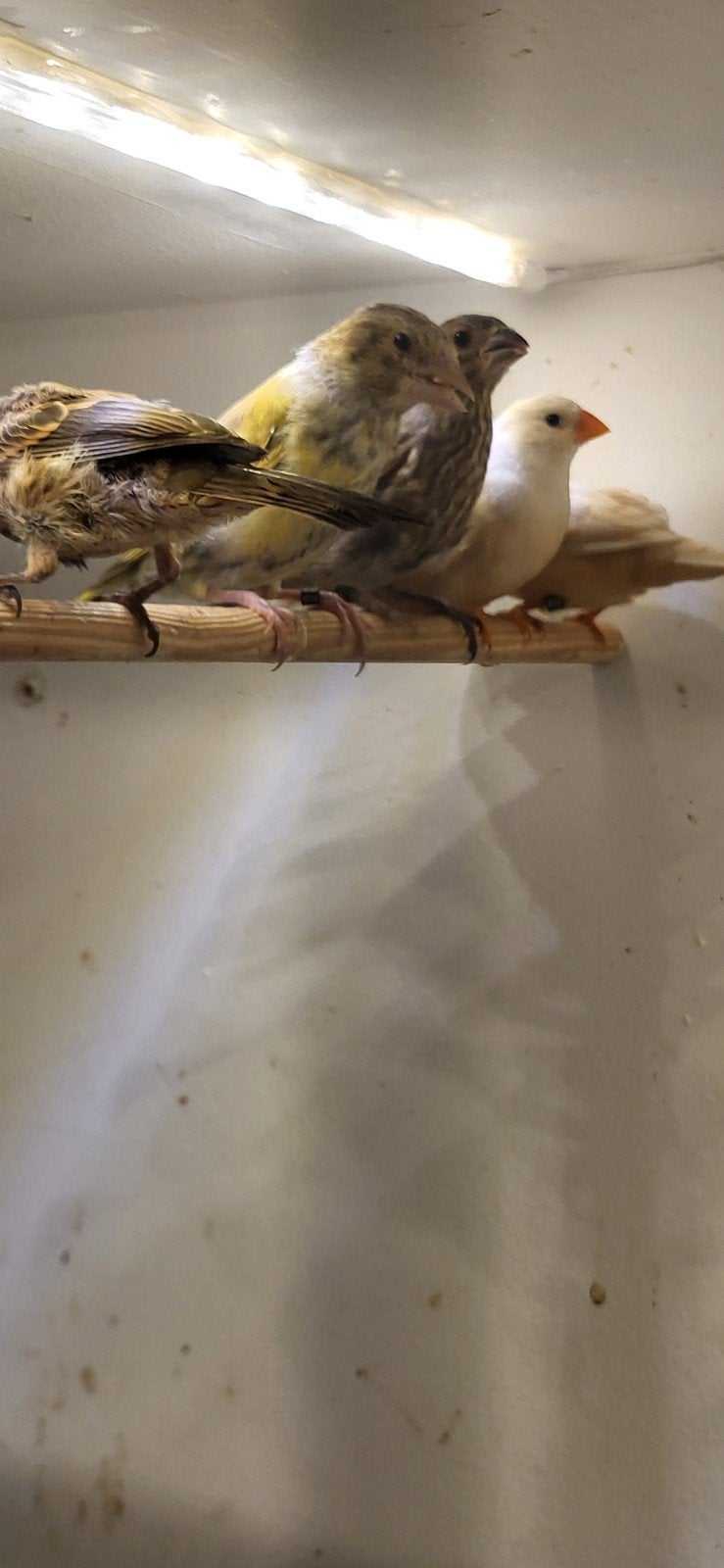 meerdere vogels van 2026, Dieren en Toebehoren, Meerdere dieren, Geringd