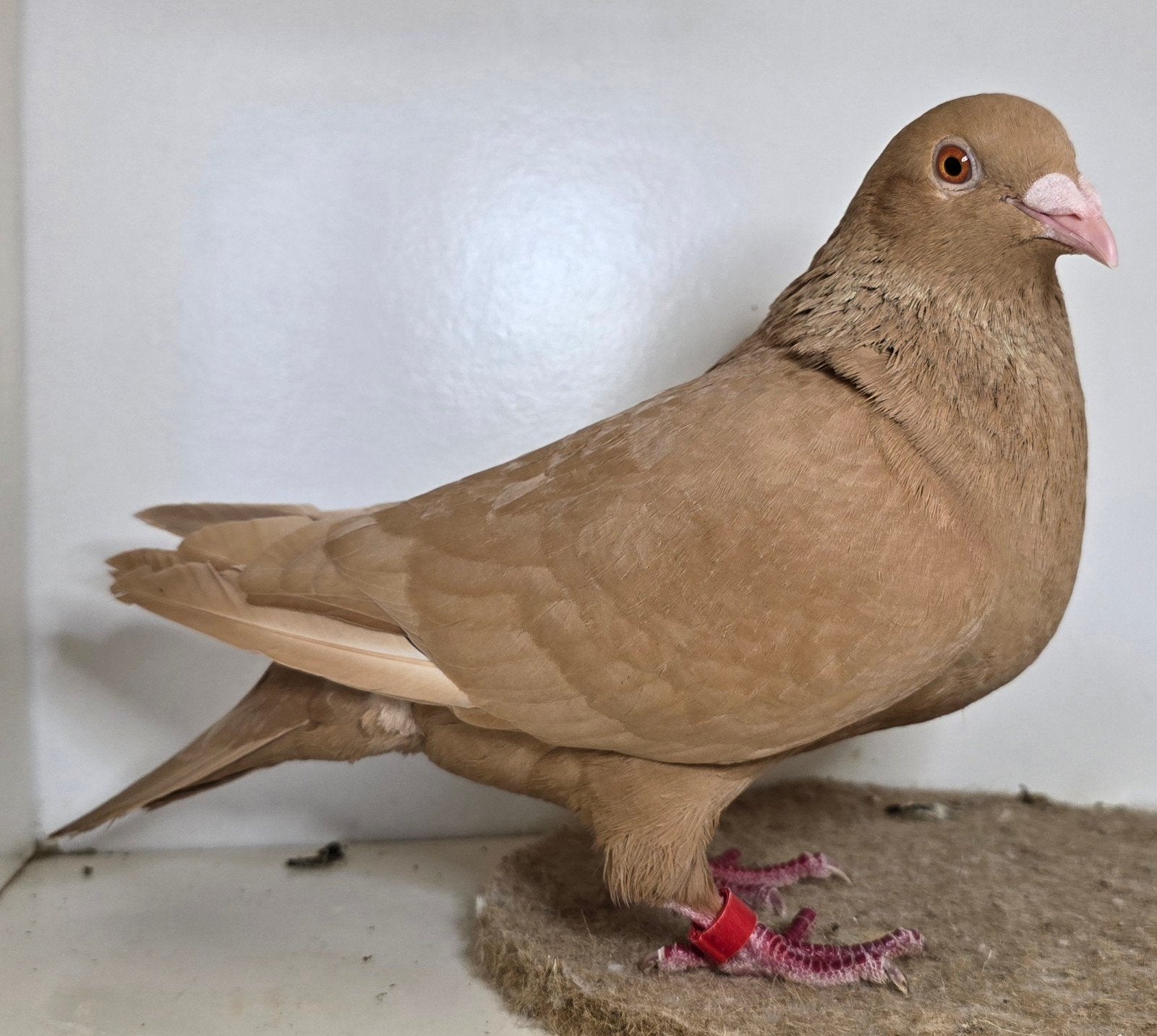Kleurpostduiven postduiven duiven, Dieren en Toebehoren, Vogels | Duiven, Meerdere dieren, Postduif