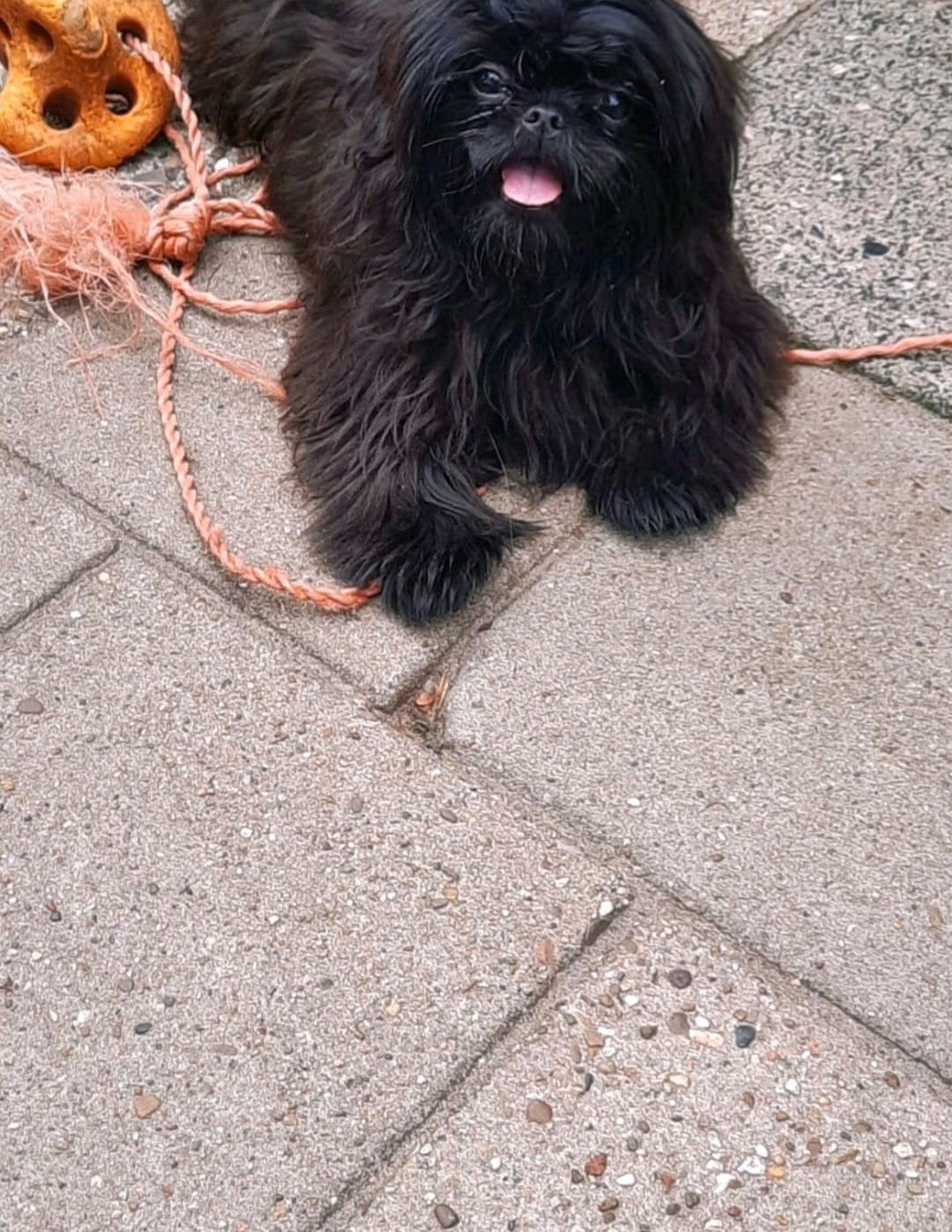 Boomer, Dieren en Toebehoren, Honden | Niet-rashonden, 1 tot 2 jaar, Teef, Eén hond, Klein