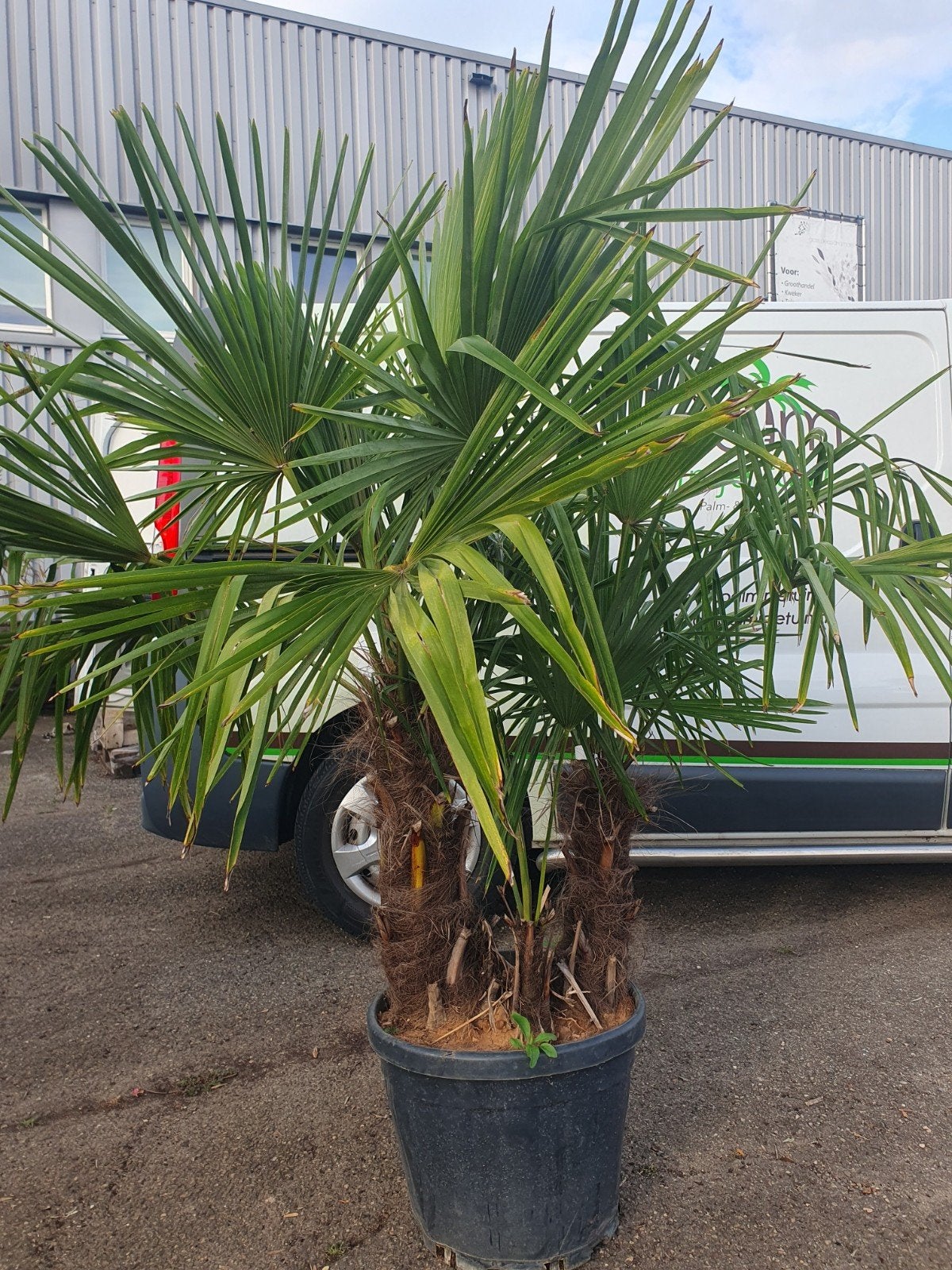 Trachycarpus Fortunei multistam, Tuin en Terras, Planten | Bomen, Lente, 100 tot 250 cm, Palmboom, Ophalen