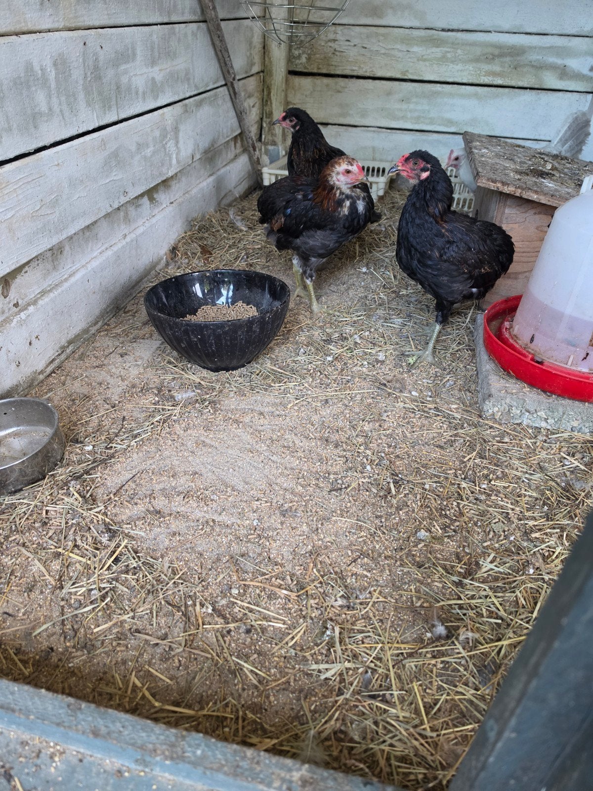 Gratis af te halen:, Dieren en Toebehoren, Pluimvee, Mannelijk, Kip