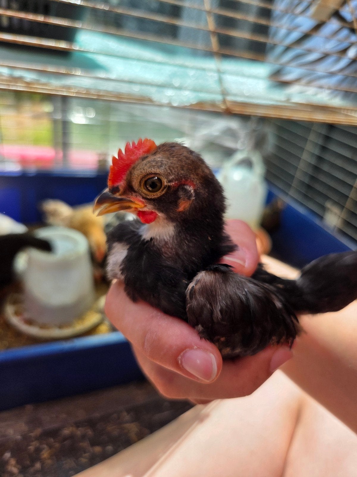 Jonge serama mix kuikens, Geslacht onbekend, Kip