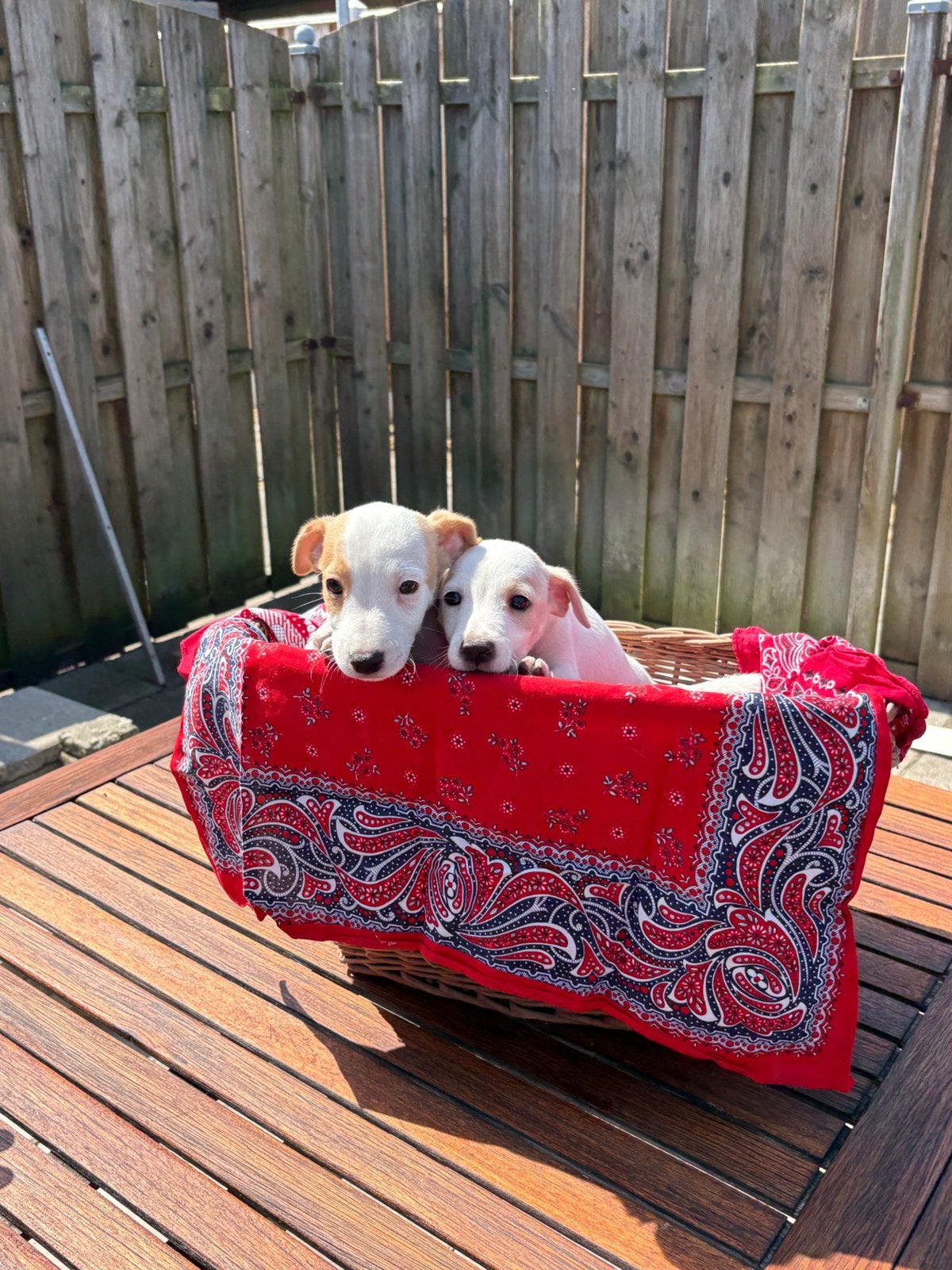 jack russel pups, Dieren en Toebehoren, Honden | Niet-rashonden, 8 tot 15 weken, Parvo, Meerdere, Meerdere dieren