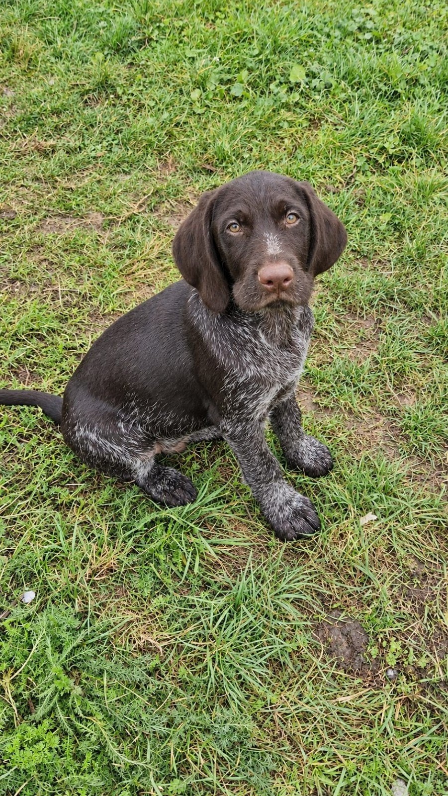 Duitse Staande Draadhaar pups, Duitse Staande hond, België, Fokker | Hobbymatig, CDV (hondenziekte)