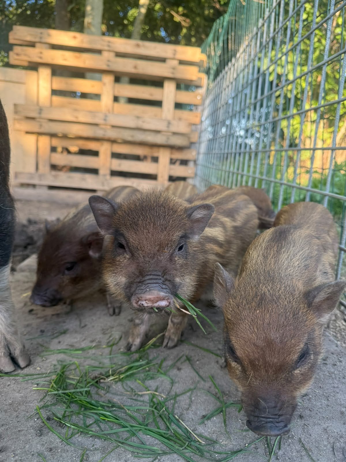 Indonesisch minivarken, Dieren en Toebehoren, Juli, Meerdere dieren